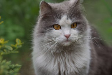 Duygusal evcil hayvan dışarıda eğleniyor. Hayvan mutluluğu konsepti. Modaya uygun kedi portresi. Güzel gözlü kedi suratı.