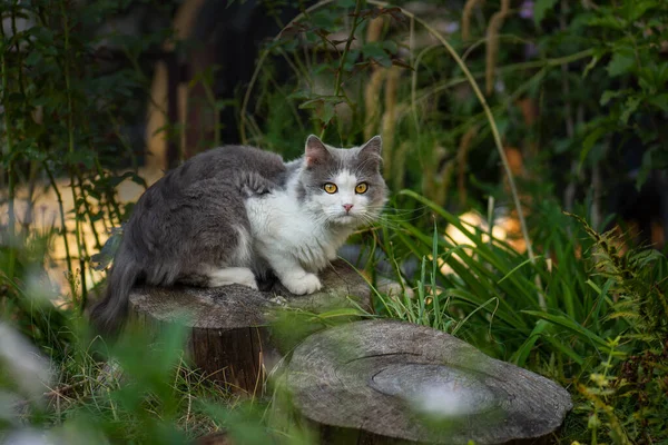 Glückliche Junge Katze Liegt Freien Zwischen Blumen Freude Der Natur — Stockfoto