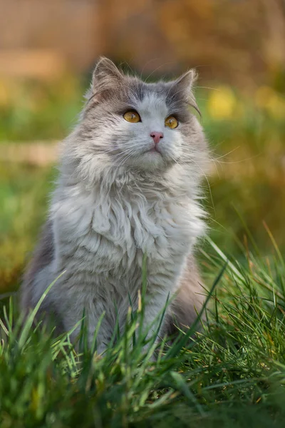 Britânico Longhair Gato Garden Beautiful Bicolor Cinza Branco Gato — Fotografia de Stock