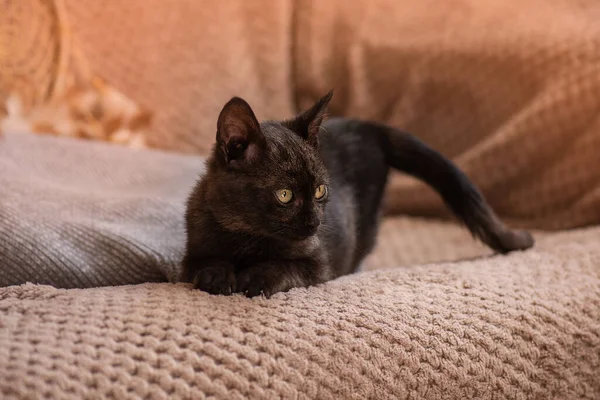 Retrato Gatinho Bonito Dorme Sofá Pequeno Gato Aconchegado Cama Macia — Fotografia de Stock