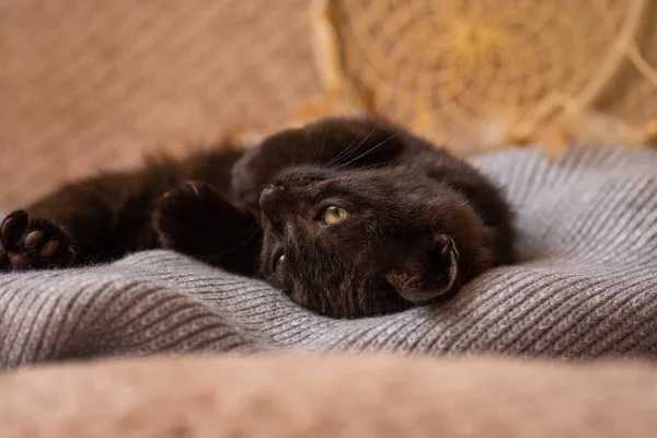 Beau Chaton Moelleux Noir Relax Sur Fond Maille Gris Doux — Photo