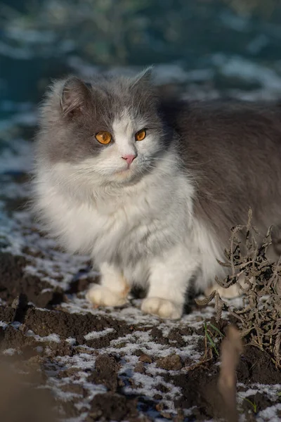 Kedisi Kışın Karda Dışarıda Yürüyor Kışın Kabarık Kar Üzerinde Kedi — Stok fotoğraf