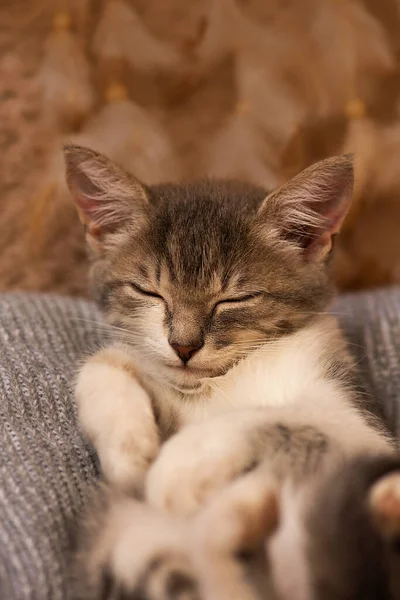 Gris Blanc Chaton Endormi Non Sucré Repose Mignon Chat Gris — Photo