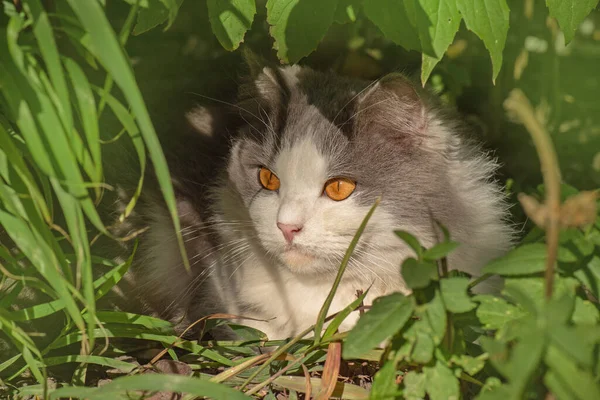 Prachtige Exotische Kat Zittend Een Bloemenveld Fluffy Grijs Wit Poesje — Stockfoto