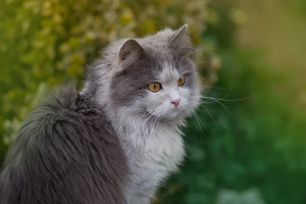 Outdoor Portret Van Een Jonge Kat Kat Rustend Buiten Samer — Stockfoto