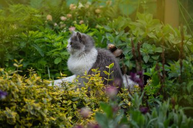Profilde sevimli bir kedi portresi. Doğadaki güzel kedi portresi. Arka planda çiçeklerle bahçede oynayan kedicik. Yeşil çimlerde oynayan sevimli kedi eğlencesi