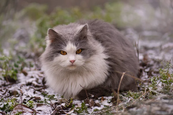 Katt Vinterparken Snön Katt Leker Och Går Snön Vintern — Stockfoto