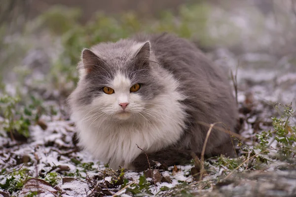 Katze Winterpark Schnee Katzen Spielen Und Winter Schnee Spazieren Gehen — Stockfoto