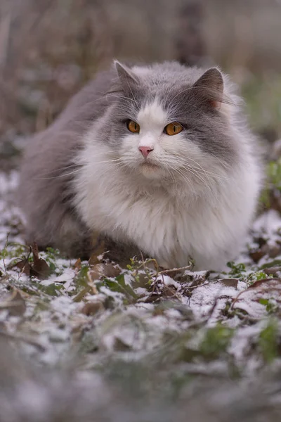 在雪地里的冬季公园里的猫 冬天在雪地里玩耍和散步的猫 — 图库照片