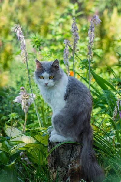 Katt Med Skinande Päls Sittande Trädgården Vid Solnedgången Utomhus Solig — Stockfoto