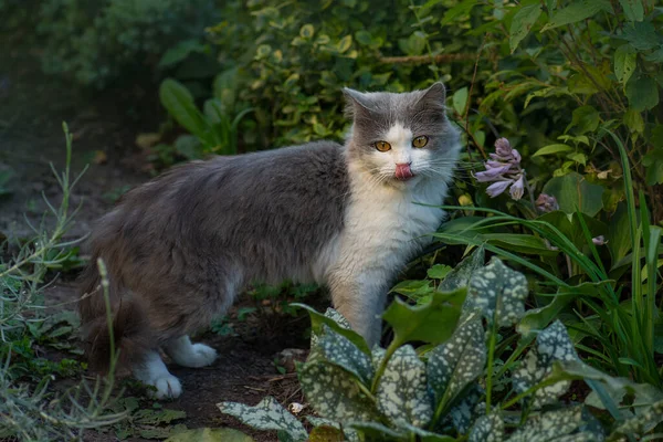 Cute and adorable animals. Funny cat on the grass with tongue out.