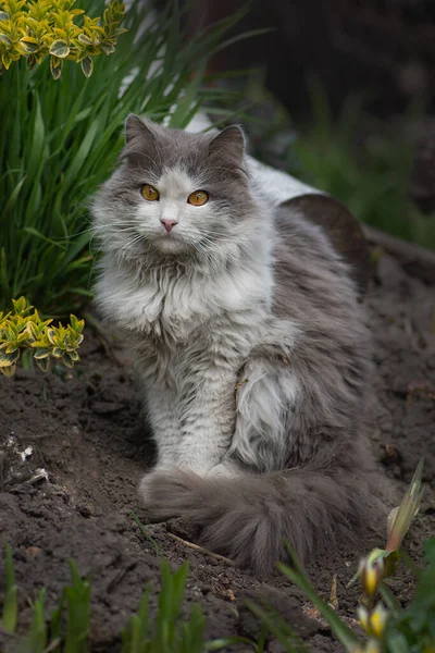 年轻的猫在一个美丽的春天的一天 春夏照片 幼猫在户外的花园里享受春天 感情用事的春猫肖像 — 图库照片