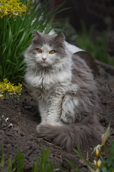 Gato Joven Hermoso Día Primavera Foto Primavera Verano Gato Joven — Foto de Stock