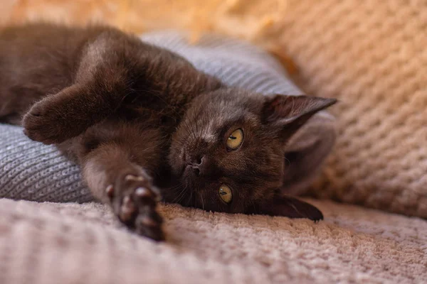 Schöne Schwarze Flauschige Kätzchen Entspannen Auf Weichem Grauen Strickhintergrund — Stockfoto