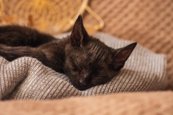 Die Kleine Katze Kuschelt Sich Beim Schlafen Ein Weiches Bett — Stockfoto