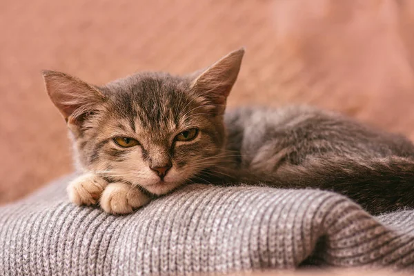 Μικρή Γάτα Γκρι Χρωματιστό Μαξιλάρι Χαριτωμένη Αστεία Γάτα Ξαπλώνει Ανάποδα — Φωτογραφία Αρχείου