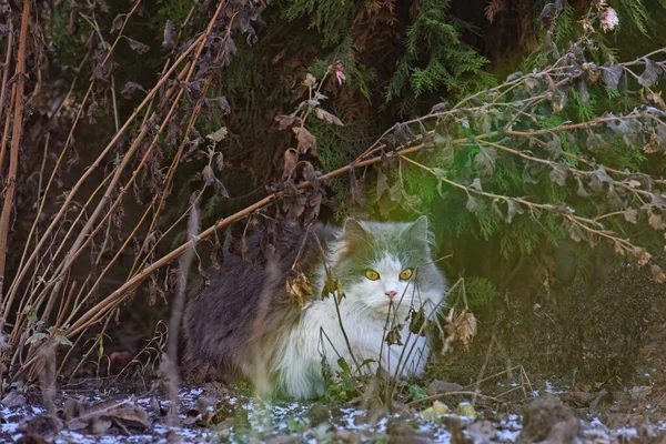 แมวเล นในห ปภาพแมวกลางแจ งในฤด หนาว — ภาพถ่ายสต็อก
