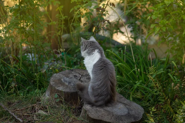 猫在一个开着花的漂亮花园里散步 在绿色的夏草中刻画猫 小猫在草地上散步 — 图库照片