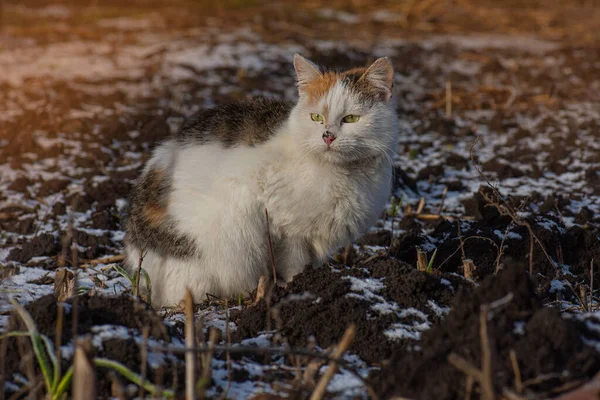 Grappig Poesje Verrast Door Vallende Sneeuw Winter Kat Wandelingen Tuin — Stockfoto