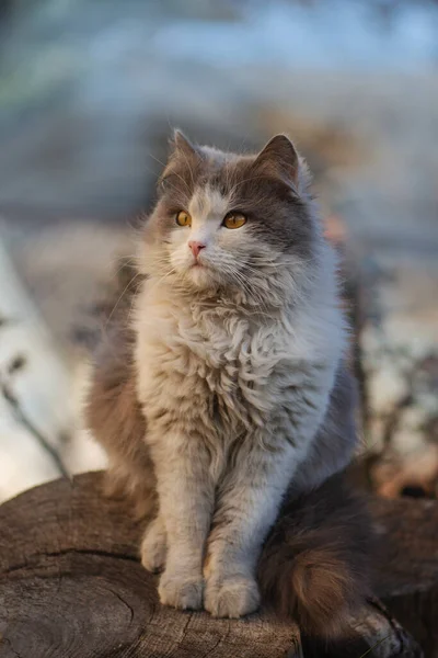 겨울에 내리는 야외에서 고양이 안개낀 더미에 고양이 — 스톡 사진