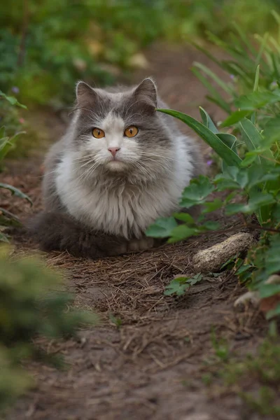 Zvláštní Snící Kočka Ležící Zahradě Ležící Kočka Květinách Krásná Kočka — Stock fotografie