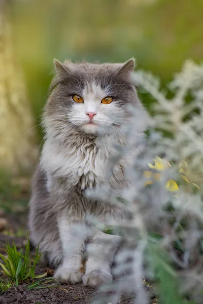 感情用事的春猫肖像 春猫肖像画日落时 可爱的灰色小猫在户外 快乐的小猫咪在夕阳的灯光下摆姿势 — 图库照片