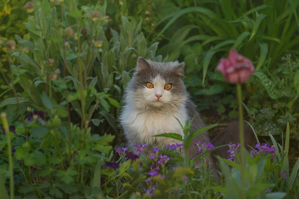 Britisches Kätzchen Farbigen Blumen Auf Der Natur Kätzchen Garten Entzückendes — Stockfoto