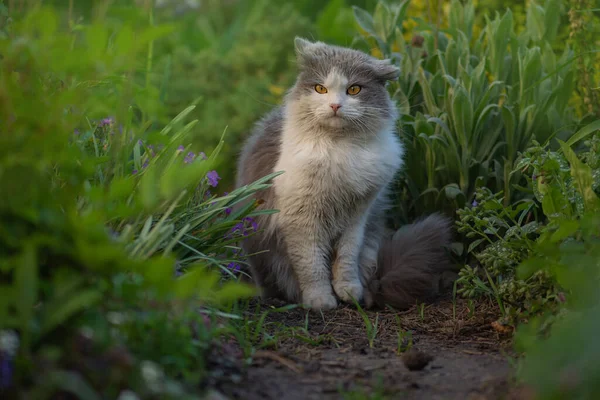 自然の中で幸せな若い猫の肖像画 灰色のふわふわの猫が庭に座っている 夏の日のロングヘア猫のモデリング写真 — ストック写真