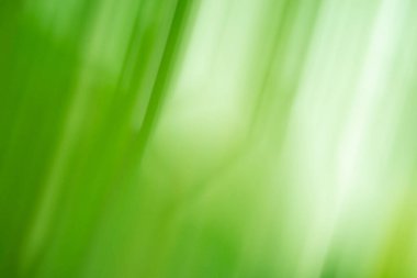 Hareket bulanık yeşil zemin. Yeşil arkaplan bulanık ve odaksız.