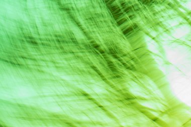 Bulanık yeşil arka planda yeşil yaprak. Bulanık doğa yeşil park