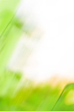 Yeşil dinamik kıvrımlı ışık yolları. Yeşil bulanık odaklanmış dinamik kıvılcımlar arka planda uçuşuyor.