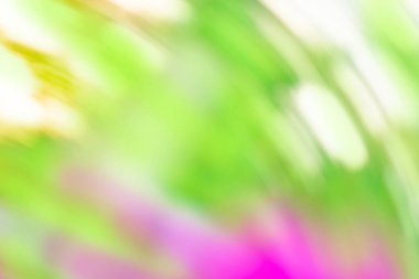 Bokeh güneş ışığıyla çimen tarlası. Işıldayan çiçekler, bulanık arka plan ve güneş ışıkları..