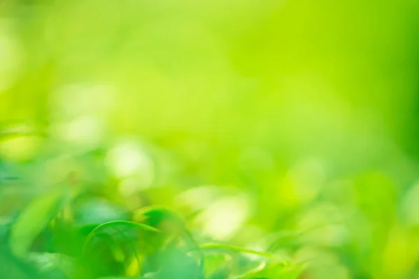 Natuurlijk Gras Bladeren Voorjaar Bokeh Verlichte Achtergrond — Stockfoto