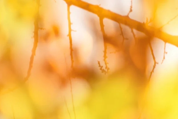 Размытые Падающие Листья Естественном Фоне Боке Падение Листьев Природного Размытого — стоковое фото