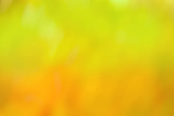 Яскраво Жовті Червоні Дерева Падають Фоні Боке Осінній Ліс Боке — стокове фото