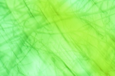 Bulanık yeşil arka planda yeşil yaprak. Bulanık doğa yeşil park