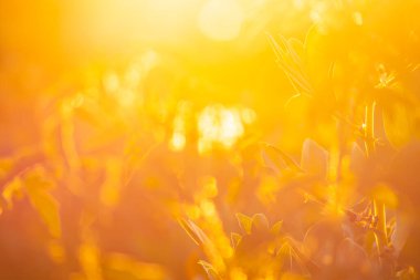 Güneşli soyut sonbahar doğa arka planı. Renkli parlak sonbahar tarlası