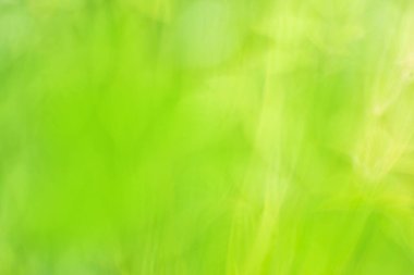 Yeşil, Bokeh 'i odak arkaplanından silmiş. Yeşil soyut bulanık arkaplan resmi