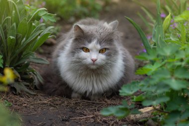 Güzel kedi ve bahçede çiçek açan bitkiler. Çiçek tarlasında kedi. Kedi çiçek tarhında yatıyor. Kedi yavrusu elinde çiçeklerle tarlada oturuyor.