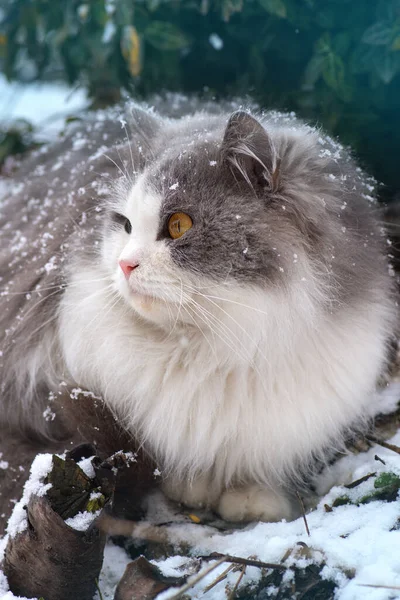 Funny kitten is surprised of the falling snow in winter. Cat walks in the garden for the first time during a snowfall.
