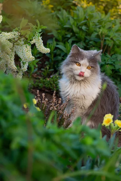 Cat Sits Garden Smacking Her Lips Tongue Out Cat Put — Stock Photo, Image
