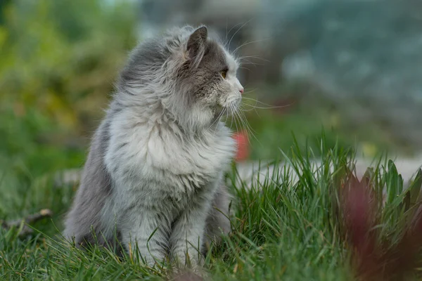 Portret Van Een Gelukkige Jonge Kat Natuur Grijze Pluizige Kat — Stockfoto