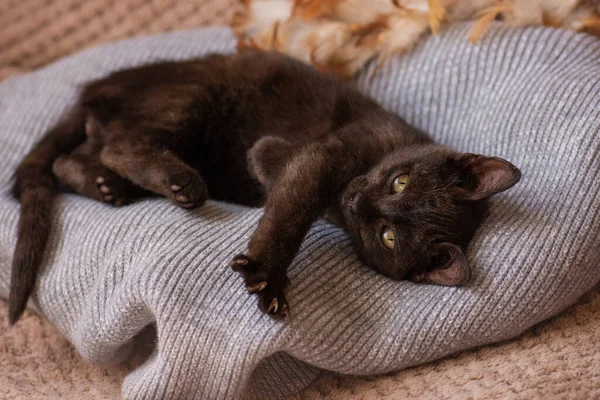 Pequeño Gato Acurrucado Hasta Suave Cama Mientras Tratando Dormir — Foto de Stock