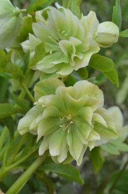 Helleborus Double Ellen Green, Ranunculaceae ailesinin bir parçasıdır. Kış sonlarında Hellebore çiçeği karışımı bir renk. İlkbaharda korkuluk veya Noel gülü çiçekleri.