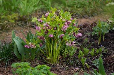 Noel doğanın arka planı olarak çiçek açtı. Orman bahçesinde Helleborus Nijer. Helleborus Partisi Baharda bahçede çiçek açar.