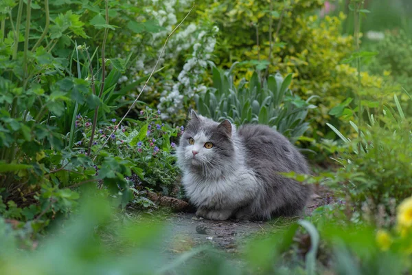 Samer Mevsiminde Sahada Mutlu Bir Kedi Kedi Çayırda Dinleniyor — Stok fotoğraf