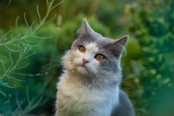 Cat model portrait. Outdoor nature relax concept. Pretty happy cat enjoying nature.