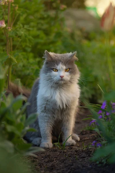 Кота Сидящего Рядом Цветами Открытом Воздухе Милая Кошка Сидит Солнечном — стоковое фото