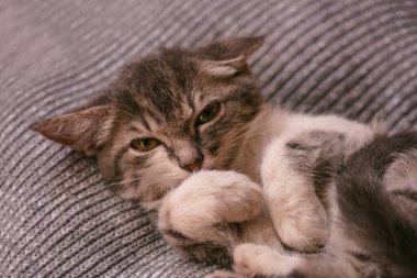 Kanepede evcil hayvanla dinlenmek. Battaniyenin üstünde uyuyan kedi..