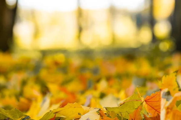Падающие Осенние Кленовые Листья Лежат Земле Цветной Задний План Опавших — стоковое фото